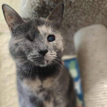 Rescue Domestic Short Hair Cats for Adoption in Park Falls, Wisconsin - Misty | PetCurious