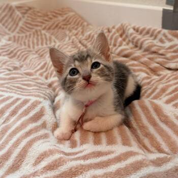 Macerated Cherries 11 -  Domestic Short Hair Cat for Adoption in Austin, Texas - Macerated Cherries 11 | PetCurious