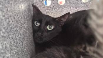 *Batricia* -  Domestic Short Hair Cat for Adoption in Salt Lake City, Utah - *Batricia* | PetCurious