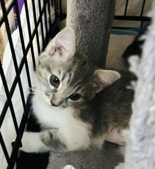 CUDDLES -  Domestic Short Hair Cat for Adoption in Chandler, Arizona - CUDDLES | PetCurious