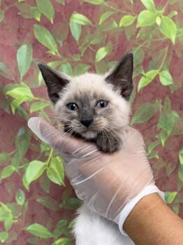 RED BULL -  Domestic Short Hair Cat for Adoption in San Antonio, Texas - RED BULL | PetCurious