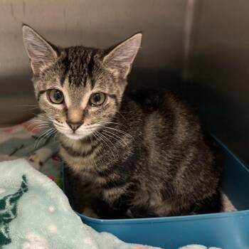 Monroe -  Domestic Short Hair Cat for Adoption in Naperville, Illinois - Monroe | PetCurious