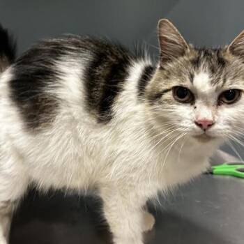 Esme -  Domestic Medium Hair Cat for Adoption in Chattanooga, Tennessee - Esme | PetCurious