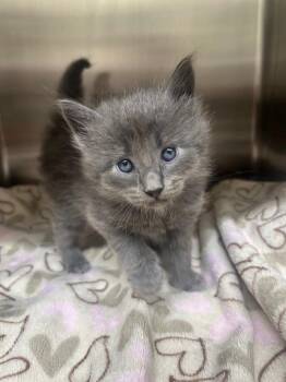 Domestic Short Hair Cats Available for Adoption in Kemp, Texas - Jitterbug | PetCurious