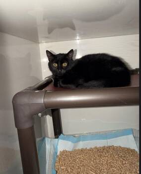 Domestic Short Hair Cats Available for Adoption - Marshall (Baby M) | PetCurious