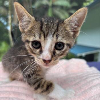 Quirky -  Domestic Short Hair Cat for Adoption in Volcano, Hawaii - Quirky | PetCurious