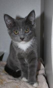 Painter -  Domestic Short Hair Cat for Adoption in Seattle, Washington - Painter | PetCurious