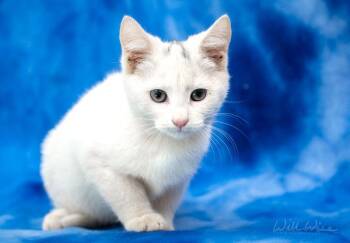 Broom Hilda -  Domestic Short Hair Cat for Adoption in Monroe, Georgia - Broom Hilda | PetCurious