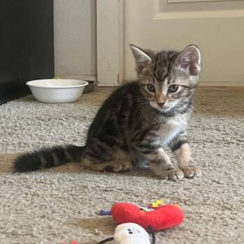 Rutabaga -  Domestic Short Hair Cat for Adoption in Incline Village, Nevada - Rutabaga | PetCurious