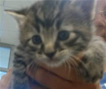 A474271 -  Domestic Short Hair Cat for Adoption in Oklahoma City, Oklahoma - A474271 | PetCurious