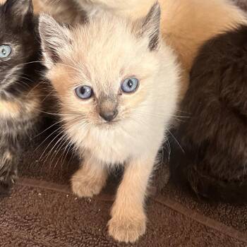 Scar -  Domestic Short Hair Cat for Adoption in Rocky Mount, Virginia - Scar | PetCurious