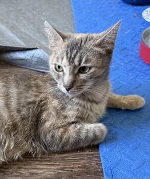 Cattia -  Domestic Short Hair Cat Available for Adoption in Richardson, Texas - Cattia | PetCurious