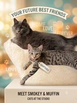 Smokey and Muffin -  Maine Coon Cat for Adoption in Los Angeles, California - Smokey And Muffin | PetCurious