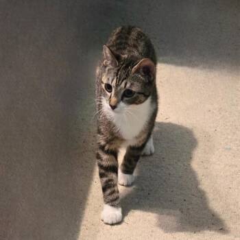 Domestic Short Hair Cats Available for Adoption - Dawn | PetCurious