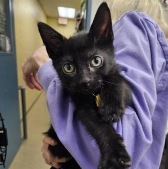 GOOGLE -  Domestic Short Hair Cat for Adoption in St. Louis, Missouri - GOOGLE | PetCurious