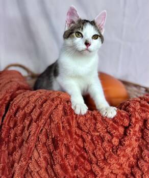 Rescue Domestic Short Hair Cats for Adoption in Rixeyville, Virginia - Pekoe | PetCurious