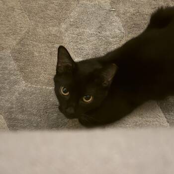 Piper -  Domestic Short Hair Cat for Adoption in Pittsburgh, Pennsylvania - Piper | PetCurious