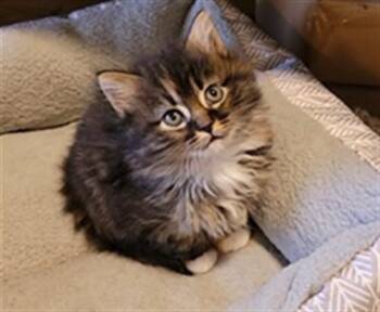 XENA -  Domestic Long Hair Cat for Adoption in Ames, Iowa - XENA | PetCurious