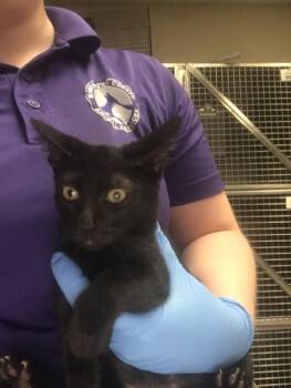 A431532 -  Domestic Short Hair Cat for Adoption in Conroe, Texas - A431532 | PetCurious
