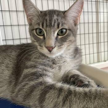 Brewster -  Domestic Short Hair Cat for Adoption in Woodbridge Township, New Jersey - Brewster | PetCurious
