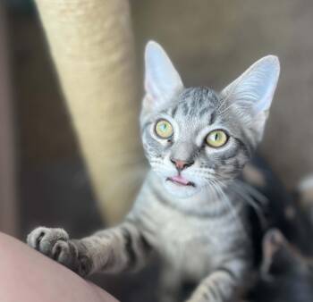 Manalo -  Domestic Short Hair Cat for Adoption in Richmond, Kentucky - Manalo | PetCurious