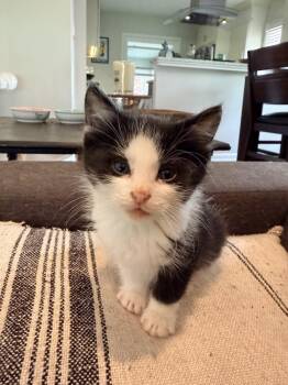 Luciano -  Domestic Short Hair Cat Available for Adoption in Ferndale, Michigan - Luciano | PetCurious