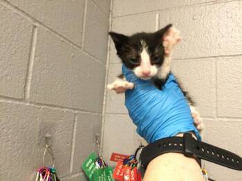 Domestic Short Hair Cats Available for Adoption - A1909811 | PetCurious