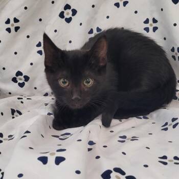 Kole -  Domestic Short Hair Cat for Adoption in Coos Bay, Oregon - Kole | PetCurious