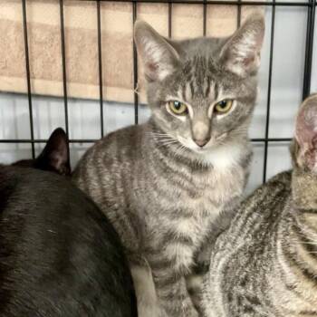 Betty Crocker -  Domestic Short Hair Cat for Adoption in Fairmont, West Virginia - Betty Crocker | PetCurious