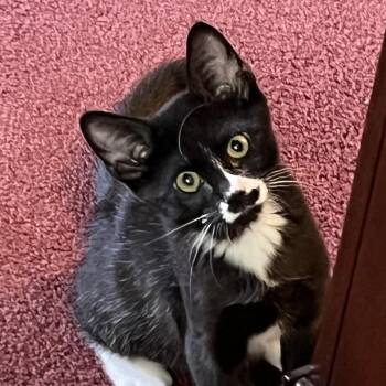 Moe -  Domestic Medium Hair Cat for Adoption in Pendleton, Oregon - Moe | PetCurious