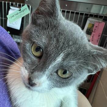 Mudpie -  Domestic Short Hair Cat for Adoption in Matteson, Illinois - Mudpie | PetCurious