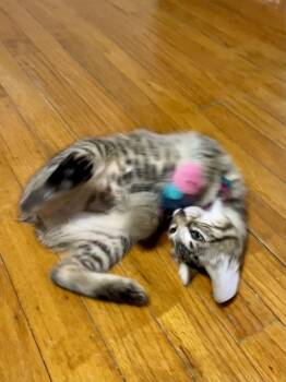 Domestic Short Hair Cats Available for Adoption - Stella | PetCurious