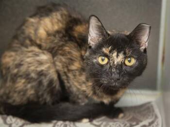 MORNING STAR -  Domestic Short Hair Cat for Adoption in Phoenix, Arizona - MORNING STAR | PetCurious