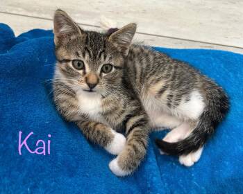 Domestic Short Hair Cats Available for Adoption in Dixon, California - Kai | PetCurious