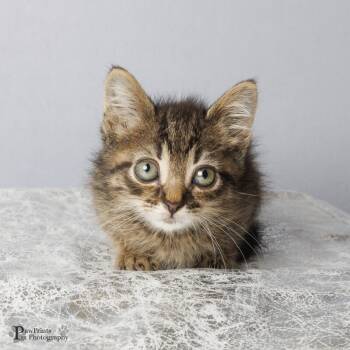 Griffin -  Domestic Short Hair Cat for Adoption in Maryville, Tennessee - Griffin | PetCurious