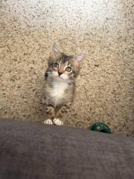 Buck Wild -  Domestic Short Hair Cat for Adoption in Millcreek, Utah - Buck Wild | PetCurious