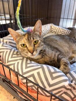 Araya -  Domestic Short Hair Cat for Adoption in Heber City, Utah - Araya | PetCurious