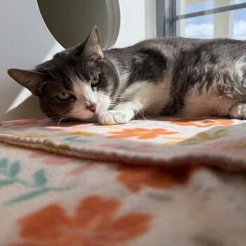 Domestic Short Hair Cats Available for Adoption in Beaumont, Texas - Coco | PetCurious