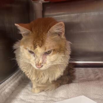 Captain Crunch -  Domestic Medium Hair Cat for Adoption in Salt Lake City, Utah - Captain Crunch | PetCurious