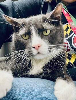 Peppa -  Domestic Short Hair Cat for Adoption in Bowie, Maryland - Peppa | PetCurious
