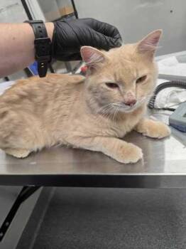 Quaker -  Domestic Short Hair Cat for Adoption in Sevierville, Tennessee - Quaker | PetCurious