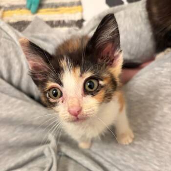 Bloom -  Domestic Short Hair Cat for Adoption in Hattiesburg, Mississippi - Bloom | PetCurious
