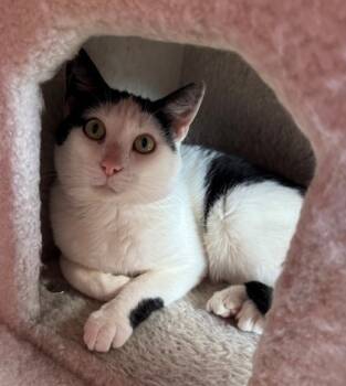 Rescue Domestic Short Hair Cats for Adoption in Willmar, Minnesota - Bandit | PetCurious