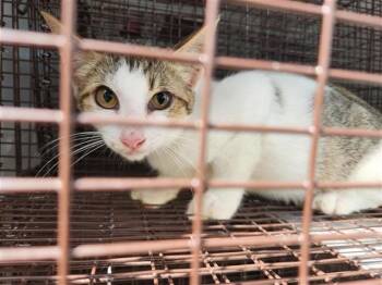 A659243 -  Domestic Short Hair Cat for Adoption in Houston, Texas - A659243 | PetCurious