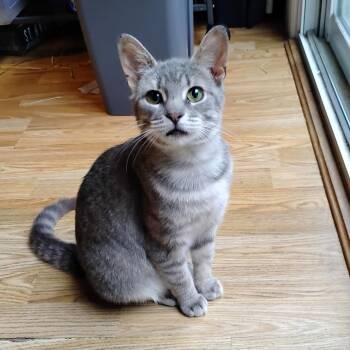 Misty -  Domestic Short Hair Cat for Adoption in Ottawa, Ontario - Misty | PetCurious