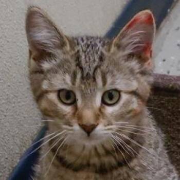 Lynn -  Domestic Short Hair Cat for Adoption in Verona, Wisconsin - Lynn | PetCurious