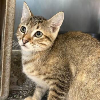 Judus -  Domestic Short Hair Cat for Adoption in San Antonio, Texas - Judus | PetCurious
