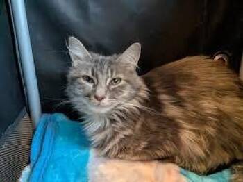 Domestic Medium Hair Cats Available for Adoption in Auburn, Indiana - Penelope | PetCurious