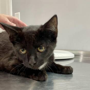 Dipper -  Domestic Short Hair Cat for Adoption in Fairmont, West Virginia - Dipper | PetCurious