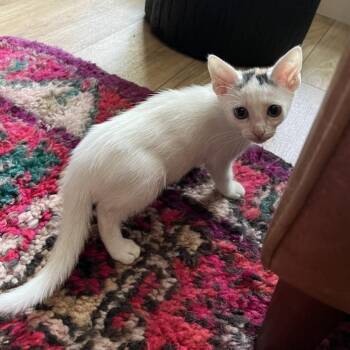 Domestic Short Hair Cats Available for Adoption - Rip Van Winkle 29 | PetCurious